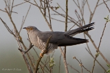 Kuckucksvoegel