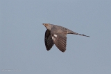 20140421 kuckuck hp img 3016bearbeitet