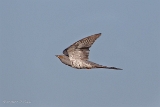20140421 kuckuck hp img 3017bearbeitet