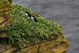 20140615 Papageitaucher HP IMG 7086