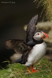Papageitaucher : John O´ Groats, Papageitaucher, Schottland, Vögel