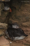 Papageitaucher : John O´ Groats, Papageitaucher, Schottland, Vögel