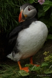 Papageitaucher : John O´ Groats, Papageitaucher, Schottland, Vögel