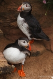 Papageitaucher : John O´ Groats, Papageitaucher, Schottland, Vögel