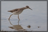 Bruchwasserläufer