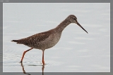 2014Dunkler WasserlaeuferIMG 2042