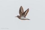 20140613 Flussuferlaeufer HP IMG 6583