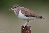 20140613 Flussuferlaeufer HP IMG 6691