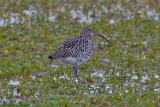 2012-11-02 grosser brachvogel 750x500 img 1906
