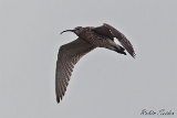2013-05-20 grosser brachvogel 1200x800 img 8199 : Flugaufnahme, Großer Brachvogel, Texel, Vögel