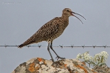 Großer Brachvogel
