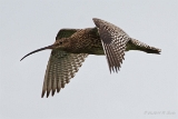 20140615 Grosser Brachvogel HP IMG 7544