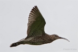 20140615 Grosser Brachvogel HP IMG 7562