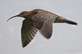 20140615 Grosser Brachvogel HP IMG 7574