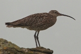 20140617 Grosser Brachvogel HP IMG 8524