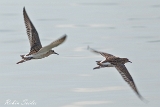 2013-08-31 kampflaeufer 1200x800 img 5804 : Flugaufnahme, Kampfläufer, Naturschutzgebiet, Neusiedler See, Vögel, Zicksee