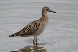 20140914 Kampflaeufer HP IMG 1596
