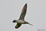 2013-05-19 pfuhlschnepfe 1200x800 img 7752 : Flugaufnahme, Pfuhlschnepfe, Texel, Vögel