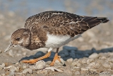 Steinwälzer
