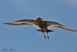 2013-05-23 uferschnepfe 1200x800 img 9169 : Flugaufnahme, Texel, Uferschnepfe, Vögel
