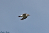 Waldwasserläufer