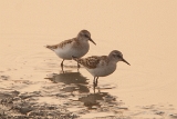 20140905 Zwergstrandlaeufer HP IMG 0483