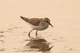 20140905 Zwergstrandlaeufer HP IMG 0508