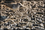 2014ZwergstrandlaeuferIMG 3143