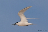 Seeschwalben
