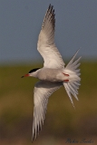 2013-05-19 flussseeschwalbe 800x1200 img 7146 : Flugaufnahme, Flussseeschwalbe, Texel, Vögel