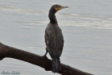 2012-02-09 kormoran 750x500 img 4183