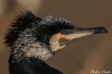 2012-02-10 kormoran 750x500 img 4810