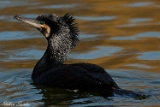 2012-02-10 kormoran 750x500 img 4826
