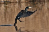 2012-03-24 kormoran 750x500 img 2751