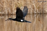 2012-03-24 kormoran 750x500 img 2759