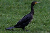 2012-11-04 kormoran 750x500 img 3339