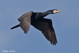 2013-05-30 kormoran 1200x800 img 9244