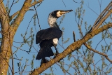 20140329 kormoran hp img 1078