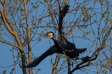 20140329 kormoran hp img 1121