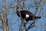 20140329 kormoran hp img 1187
