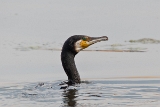 20140425 kormoran hp img 3465bearbeitet