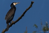 20140504 Kormoran HP IMG 4220