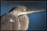 Reiher