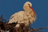 2012-02-10 weisstorch 750x500 img 4261