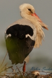 2012-05-27 weisstorch 500x750 mg 6528