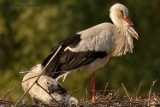 2012-05-27 weisstorch 750x500 mg 6524