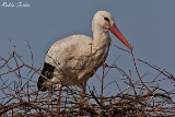 2013-03-24 weissstorch 1200x800 img 5576
