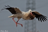 2013-03-24 weissstorch 1200x800 img 5649