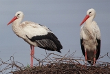 20140216 weissstorch hp img 0309