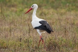 20140216 weissstorch hp img 0366